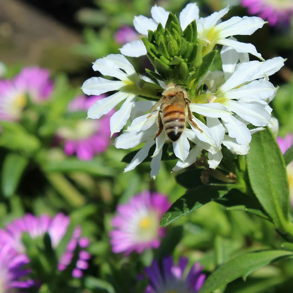 Proven Winners Direct Whirlwind White Fan Flower (Scaevola)