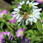 Proven Winners Direct Whirlwind White Fan Flower (Scaevola)