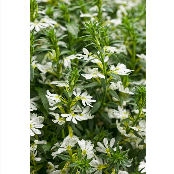 Proven Winners Direct Whirlwind White Fan Flower (Scaevola)