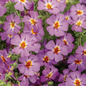 Proven Winners Direct Safari Dusk South African Phlox (Jamesbrittenia) - New Proven Winners Variety 2024