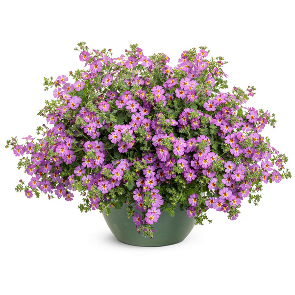 Proven Winners Direct Safari Dusk South African Phlox (Jamesbrittenia) - New Proven Winners Variety 2024