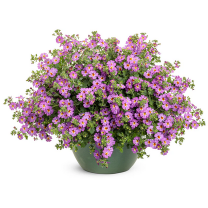 Proven Winners Direct Safari Dusk South African Phlox (Jamesbrittenia) - New Proven Winners Variety 2024