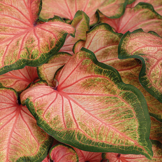 Proven Winners Direct Heart to Heart 'Chinook' (Caladium)