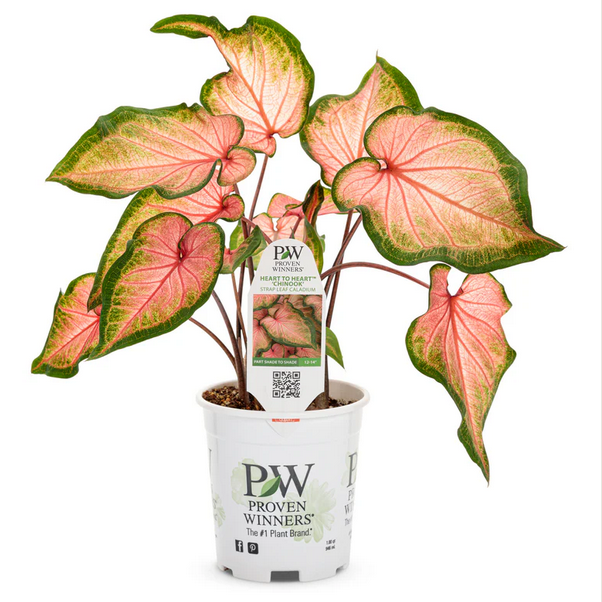 Proven Winners Direct Heart to Heart 'Chinook' (Caladium)