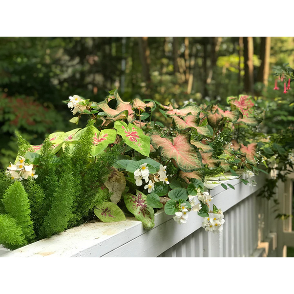 Proven Winners Direct Heart to Heart 'Chinook' (Caladium)