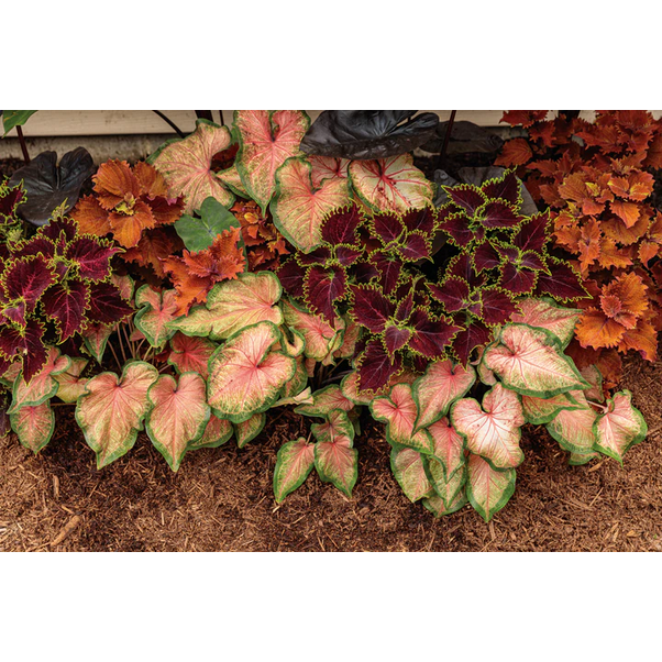 Proven Winners Direct Heart to Heart 'Chinook' (Caladium)