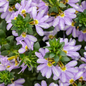 Proven Winners Direct Whirlwind Starlight Fan Flower (Scaevola)