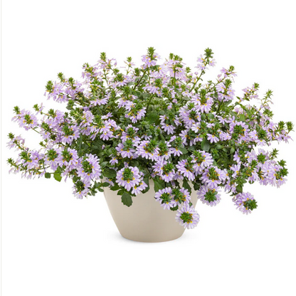 Proven Winners Direct Whirlwind Starlight Fan Flower (Scaevola)