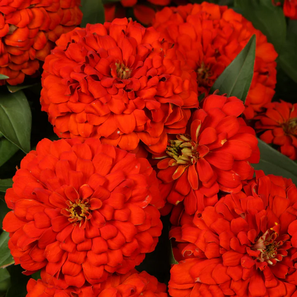 Proven Winners Direct Sweet Tooth Licorice (Zinnia)