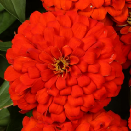 Proven Winners Direct Sweet Tooth Licorice (Zinnia)