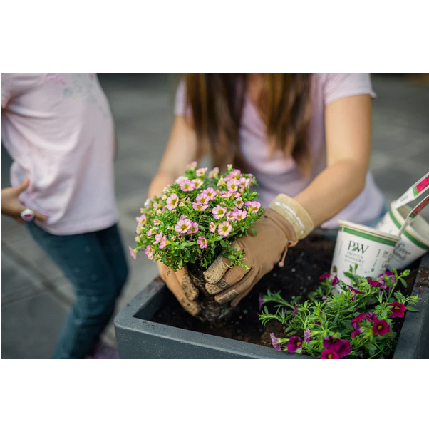 Proven Winners Direct Sweet Tooth Licorice (Zinnia)