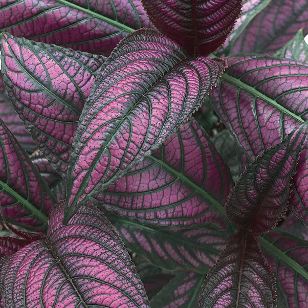 Proven Winners Direct Persian Shield (Strobilanthes dyerianus)