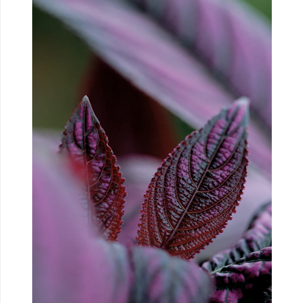 Proven Winners Direct Persian Shield (Strobilanthes dyerianus)