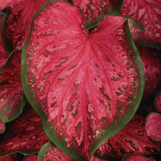 Proven Winners Direct Heart to Heart 'Scarlet Flame' (Caladium)