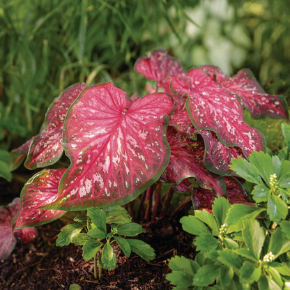 Proven Winners Direct Heart to Heart 'Scarlet Flame' (Caladium)