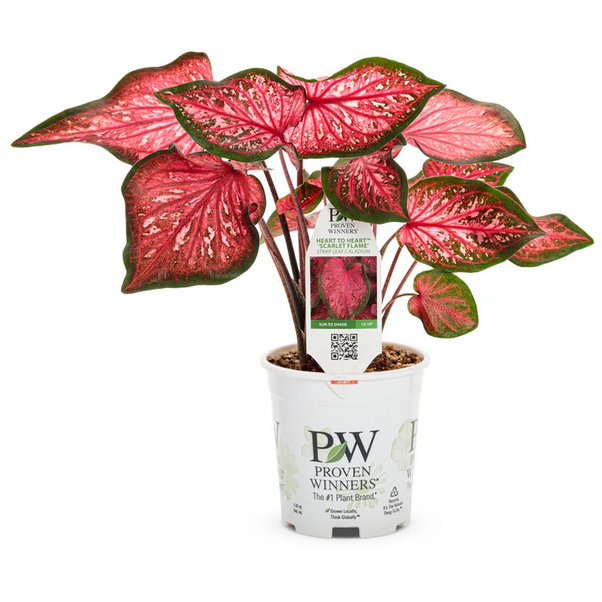 Proven Winners Direct Heart to Heart 'Scarlet Flame' (Caladium)