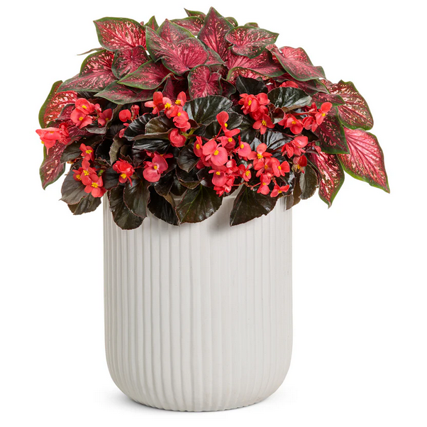 Proven Winners Direct Heart to Heart 'Scarlet Flame' (Caladium)