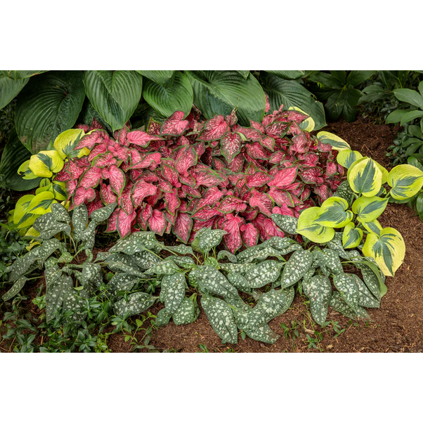 Proven Winners Direct Heart to Heart 'Scarlet Flame' (Caladium)