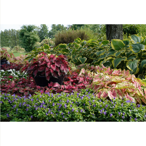 Proven Winners Direct Heart to Heart 'Scarlet Flame' (Caladium)