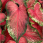 Proven Winners Direct Heart to Heart 'Heart's Delight' (Caladium)