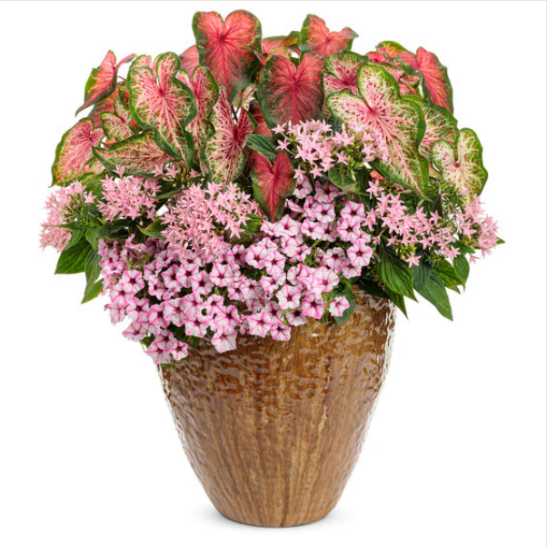 Proven Winners Direct Heart to Heart 'Heart's Delight' (Caladium)