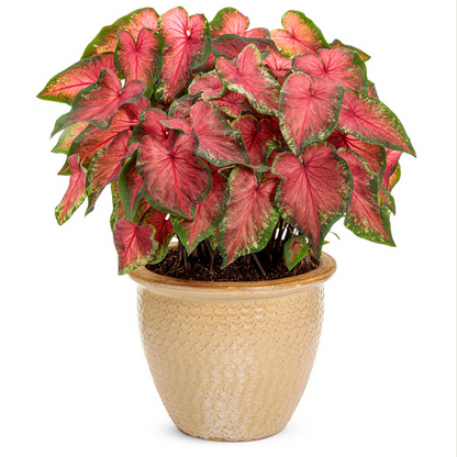 Proven Winners Direct Heart to Heart 'Heart's Delight' (Caladium)