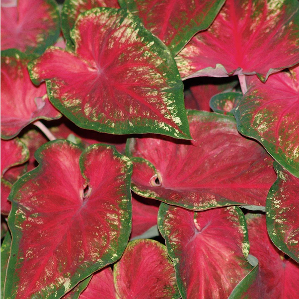 Proven Winners Direct Heart to Heart 'Heart's Delight' (Caladium)