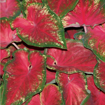 Proven Winners Direct Heart to Heart 'Heart's Delight' (Caladium)