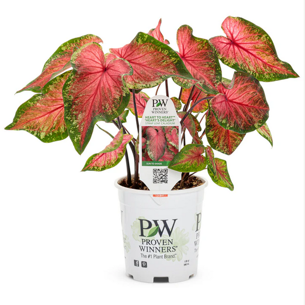 Proven Winners Direct Heart to Heart 'Heart's Delight' (Caladium)