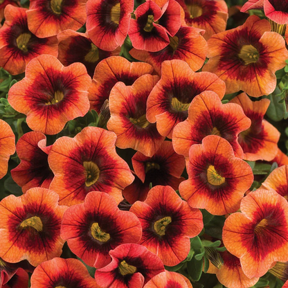 Proven Winners Direct Superbells Tangerine Punch (Calibrachoa)