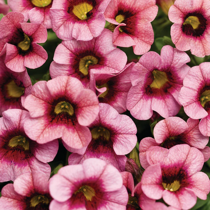 Proven Winners Direct Superbells Strawberry Punch (Calibrachoa)