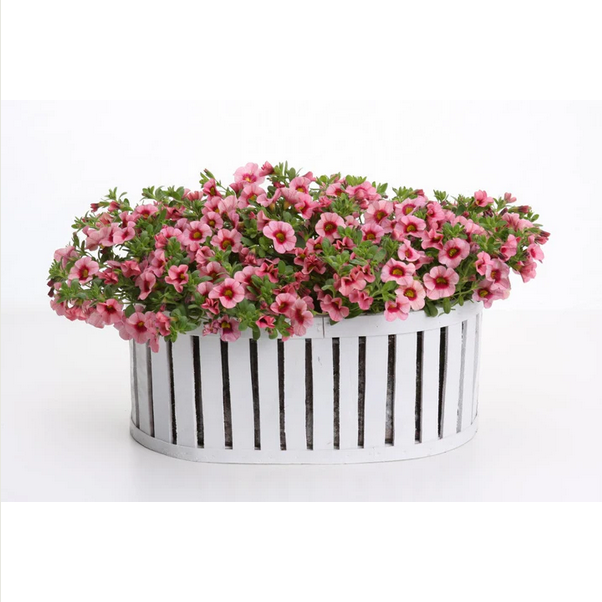 Proven Winners Direct Superbells Strawberry Punch (Calibrachoa)