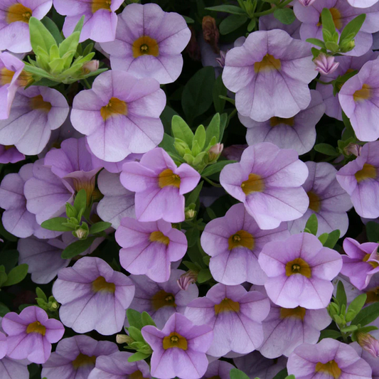 Proven Winners Direct Superbells Miss Lilac (Calibrachoa)