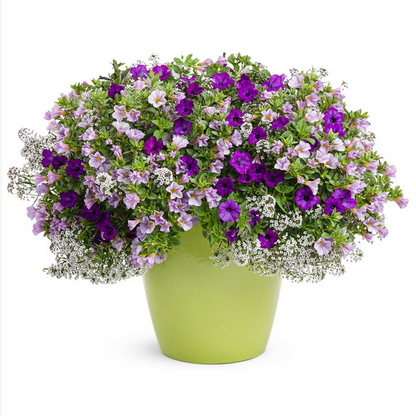 Proven Winners Direct Superbells Miss Lilac (Calibrachoa)