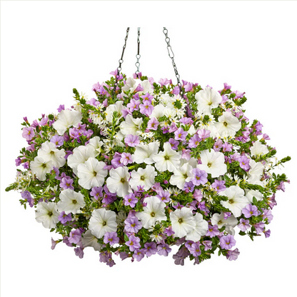 Proven Winners Direct Superbells Miss Lilac (Calibrachoa)