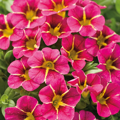 Proven Winners Direct Superbells Cherry Star (Calibrachoa)