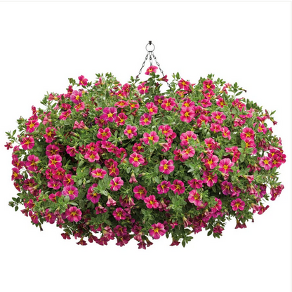 Proven Winners Direct Superbells Cherry Star (Calibrachoa)