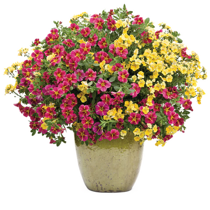 Proven Winners Direct Superbells Cherry Star (Calibrachoa)