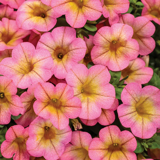 Proven Winners Direct Superbells Honeyberry (Calibrachoa)