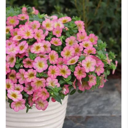 Proven Winners Direct Superbells Honeyberry (Calibrachoa)