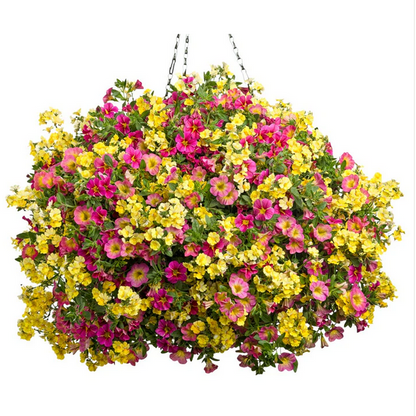 Proven Winners Direct Superbells Honeyberry (Calibrachoa)