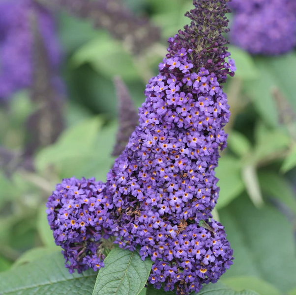 Proven Winners Direct Pugster Blue Butterfly Bush (Buddleia)