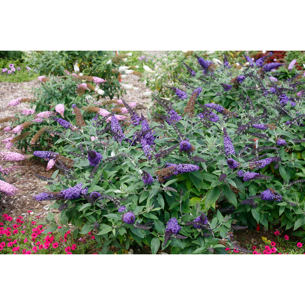 Proven Winners Direct Pugster Blue Butterfly Bush (Buddleia)