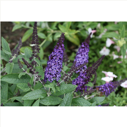 Proven Winners Direct Pugster Blue Butterfly Bush (Buddleia)