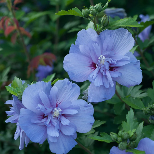 Proven Winners Direct Blue Chiffon Rose of Sharon (Hibiscus)