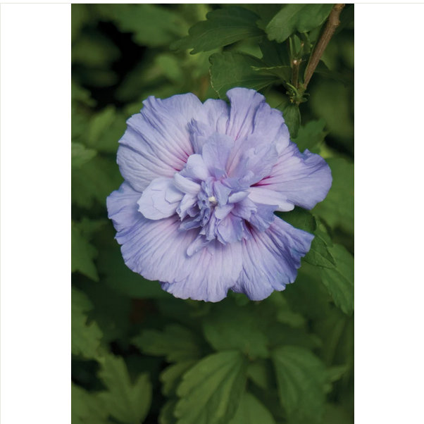 Proven Winners Direct Blue Chiffon Rose of Sharon (Hibiscus)