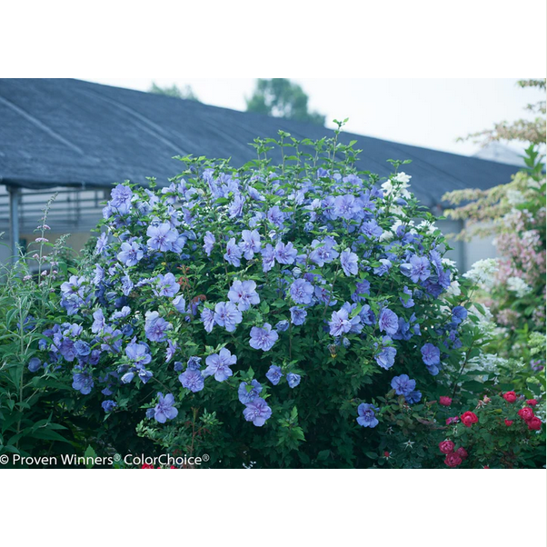 Proven Winners Direct Blue Chiffon Rose of Sharon (Hibiscus)