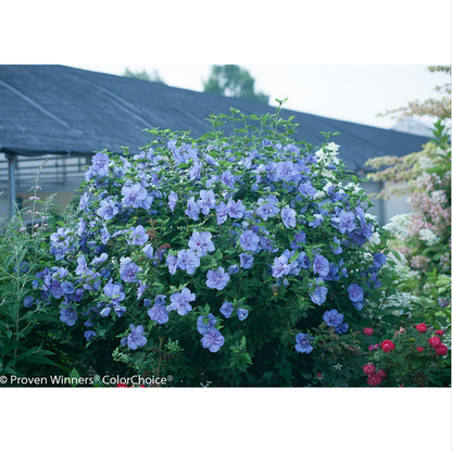 Proven Winners Direct Blue Chiffon Rose of Sharon (Hibiscus)