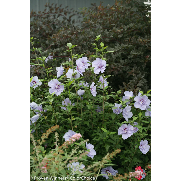 Proven Winners Direct Blue Chiffon Rose of Sharon (Hibiscus)