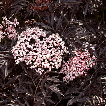 Proven Winners Direct Black Lace Elderberry (Sambucus)